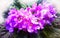 Vibrant violets on window flower background