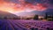 Vibrant Vistas: Lavender Fields Awakened by the Setting Sun