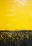 Vibrant Vistas: A Luminist\\\'s Dream of Yellow Fields, Black Skies