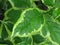 Vibrant vivid shiny green tree bush shrub leaves with white edges. Close up view of green leaves background. Vibrant green colour.