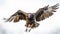 Vibrant Vulture: A Stunning Capture Of A Majestic Bird In Flight