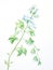 Vibrant Watercolor Artwork of Jade Vine Flower on White Background AI Generated