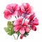 Vibrant Watercolor Geranium Flowers On White Background - Caricature Style
