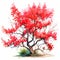 Vibrant Watercolor Illustration Of A Red Jade Tree