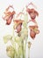 Vibrant Watercolor Painting of Attenborough\\\'s Pitcher Plant AI Generated