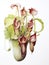 Vibrant Watercolor Painting of Attenborough\\\'s Pitcher Plant AI Generated