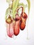 Vibrant Watercolor Painting of Nepenthes Rajah AI Generated