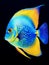 Vibrant Watercolor Portrayal of a Blue Tang Fish AI Generated