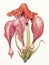 Vibrant Watercolor Rendering of Hydnora Africana on White Background AI Generated