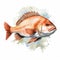Vibrant Watercolor Snapper Clipart Illustration On White Background