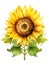 Vibrant Watercolor Sunflower with Bold Yellow Crown AI Generated