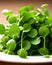 Vibrant watercress