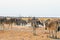 Vibrant waterhole full of zebra and Oryx