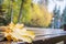 Vibrant wet golden fallen leaves of maple with waterdrops on a brown wood brench in autumn park. Yellow green trees