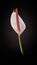 vibrant white anthurium flower isolated on black