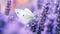 Vibrant White Butterfly On Lavender Plants - Uhd Image