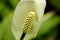 Vibrant White Peace lily Anthurium.