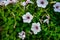 Vibrant white and pink petunia - surfinia flowers