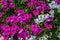 Vibrant white and pink petunia - surfinia flowers