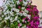 Vibrant white and pink petunia - surfinia flowers