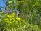 vibrant wild bluebells and new spring growth in bright sunlight in a sunlit forest background against a blue sky