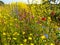 Vibrant wild flowers in a meadow in Cornwall, England