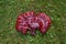 Vibrant Wild Reishi Mushroom Ganoderma Tsugae growing on a Hemlock Tree