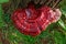 Vibrant Wild Reishi Mushroom Ganoderma Tsugae growing on a Hemlock Tree