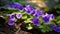 Vibrant Wild Violets in a Lush Forest Setting