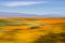 Vibrant Wildflower Desert Landscape with Blue Sky using Motion Blur for Abstract Color Study