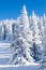 Vibrant winter vacation background with pine trees covered by heavy snow