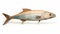 Vibrant Wooden Fish Sculpture On White Background - Hyperrealistic Wildlife Art