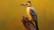 Vibrant Woodpecker On Wooden Stump - Marcin Sobas Photography