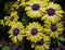 Vibrant Yellow African Daisies absorbing the sunshine on a bright day