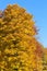 Vibrant yellow beech tree with autumn foliage against a sunny b