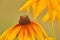 Vibrant yellow black eyed susan flowers growing, flowering against bokeh background in home garden. Closeup of