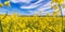 Vibrant Yellow and Blue Flowering Rapeseed Landscape