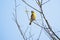 Vibrant yellow-breasted Greenfinch perched on a barren tree branch against a cloudy sky