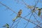 Vibrant yellow-breasted Greenfinch perched on a barren tree branch against a cloudy sky