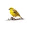 Vibrant Yellow Bristleback Bird In David Nordahl Style On White Background
