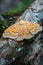 Vibrant Yellow and Brown Patterned Moth Resting on a Bark in Natural Habitat