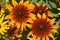 Vibrant Yellow and Brown Poor Land Daisies