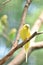 Vibrant Yellow Budgie Parakeet in the Summer