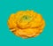 Vibrant yellow buttercup blossom, fine art still life of a single isolated bloom,detailed texture,aqua mint background