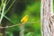 Vibrant yellow canary bird with some seeds on the beak