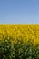 A Vibrant Yellow Canola Field in Sussex, on a Sunny Spring Day