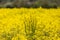 Vibrant Yellow Canola/Rapeseed Flowers