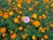 Vibrant Yellow Cosmos Flower Field with Only One Pink Cosmos Flower