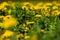 Vibrant yellow field of dandelions basking in the sunshine on a sunny summer day