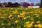 Vibrant yellow field of dandelions basking in the sunshine on a sunny summer day